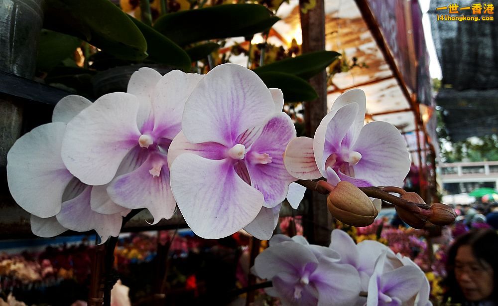 北區花鳥蟲魚-蘭花 (52).jpg