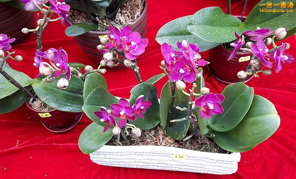 北區花鳥蟲魚-蘭花 (49).jpg