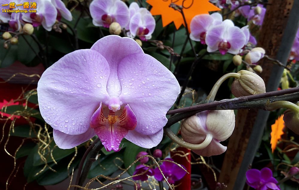 北區花鳥蟲魚-蘭花 (51).jpg