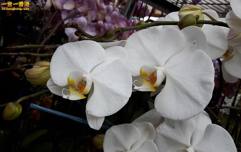 北區花鳥蟲魚-蘭花 (45).jpg