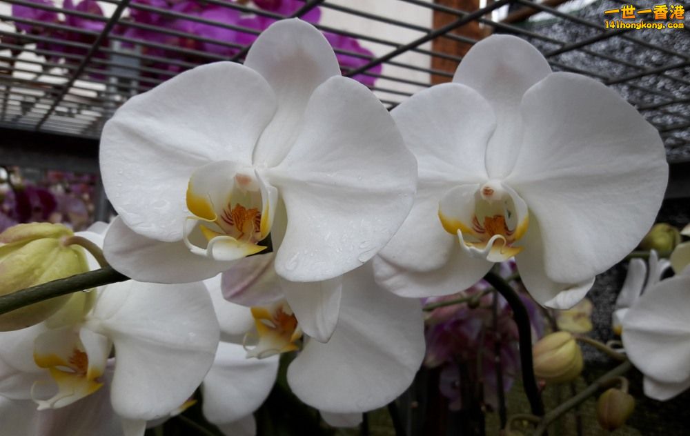 北區花鳥蟲魚-蘭花 (46).jpg