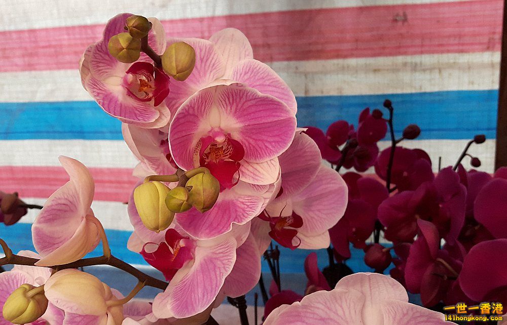 北區花鳥蟲魚-蘭花 (40).jpg