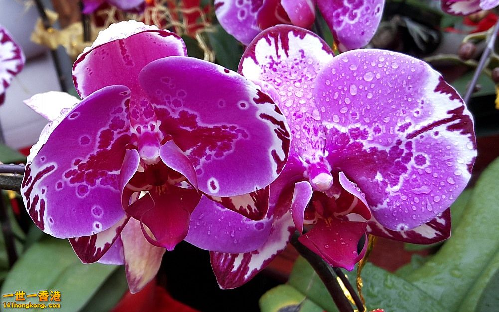 北區花鳥蟲魚-蘭花 (42).jpg