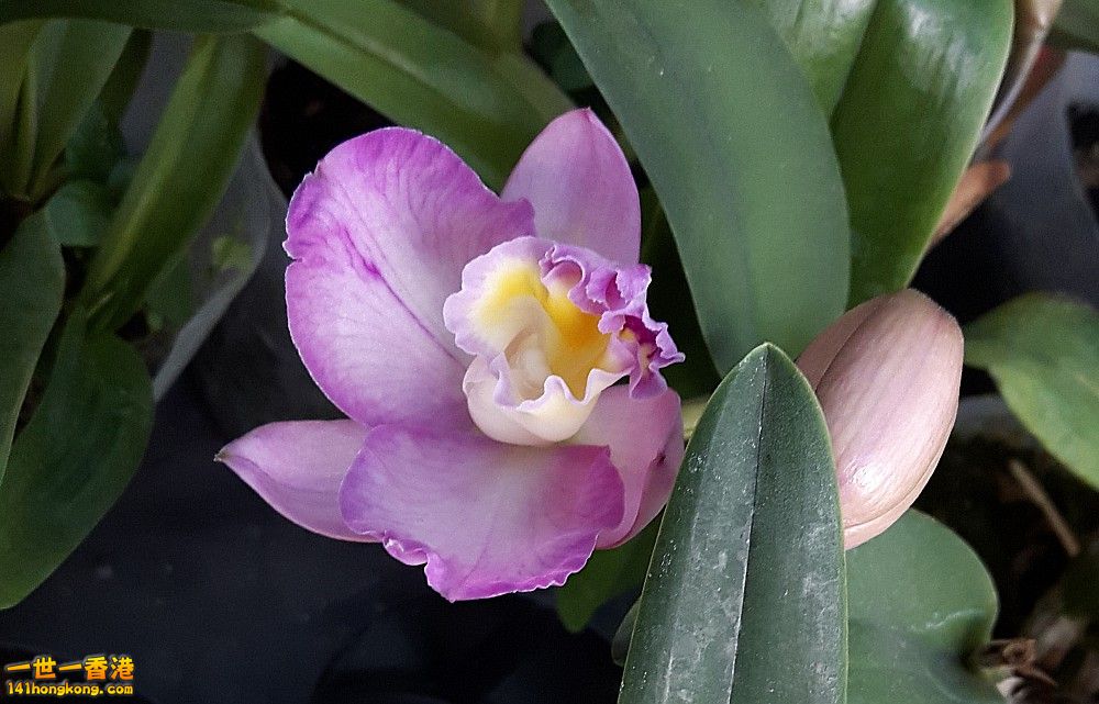 北區花鳥蟲魚-蘭花 (37).jpg