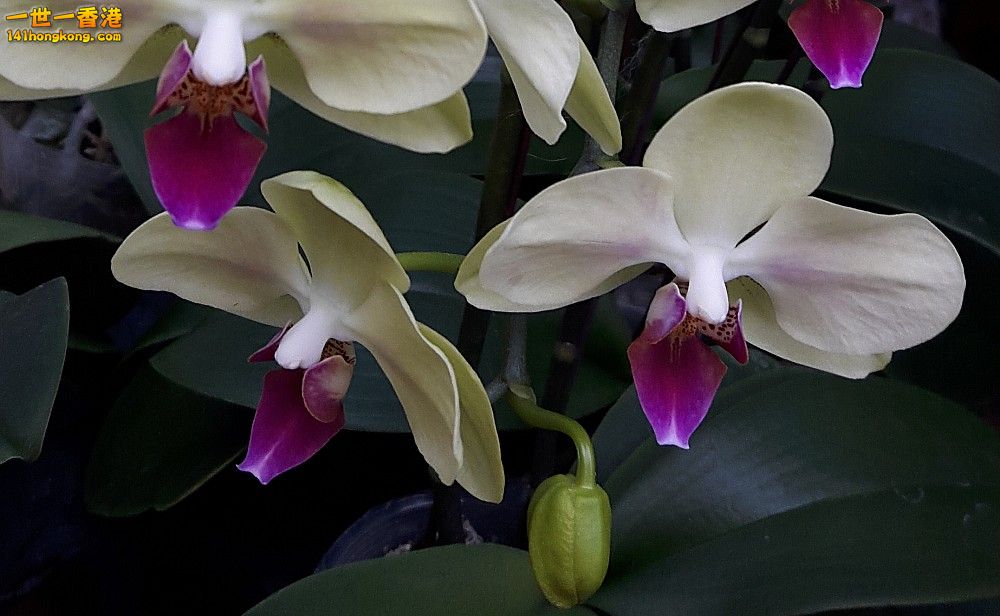 北區花鳥蟲魚-蘭花 (38).jpg