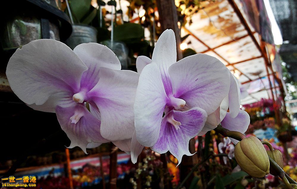 北區花鳥蟲魚-蘭花 (39).jpg