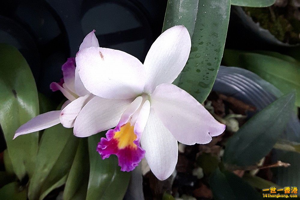 北區花鳥蟲魚-蘭花 (33).jpg