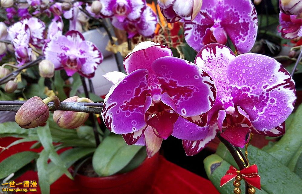 北區花鳥蟲魚-蘭花 (36).jpg