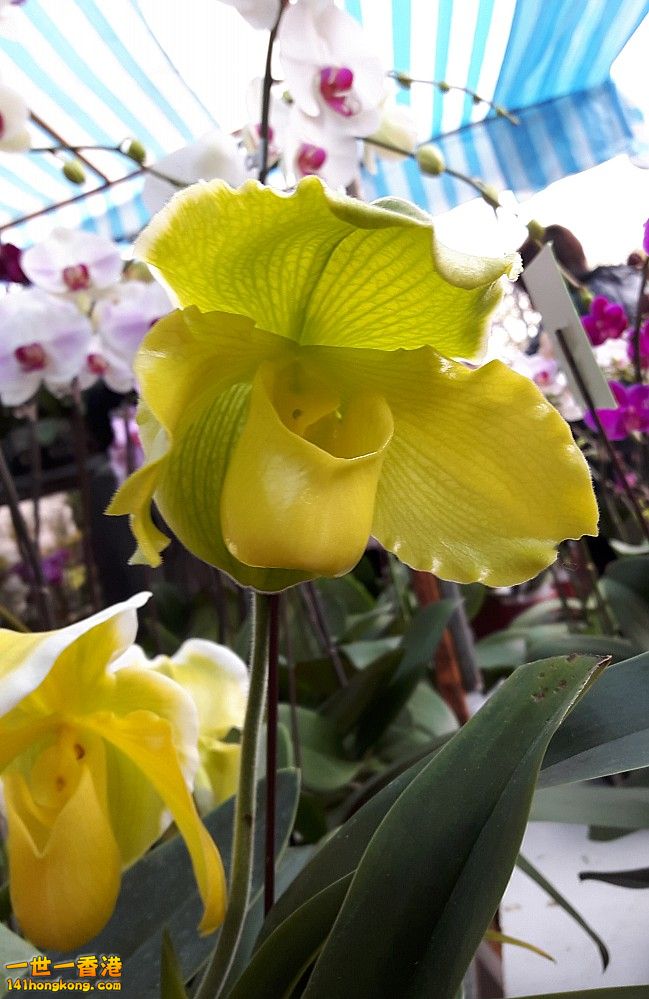 北區花鳥蟲魚-蘭花 (30).jpg