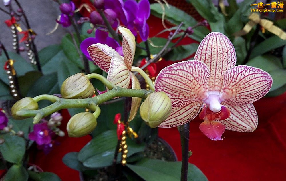 北區花鳥蟲魚-蘭花 (32).jpg