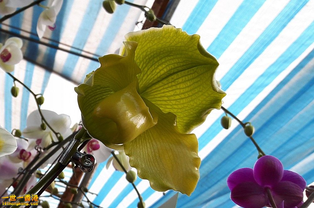 北區花鳥蟲魚-蘭花 (31).jpg