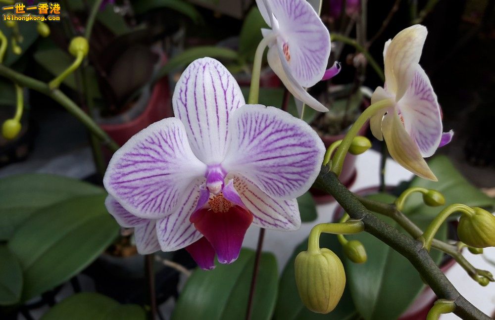 北區花鳥蟲魚-蘭花 (28).jpg