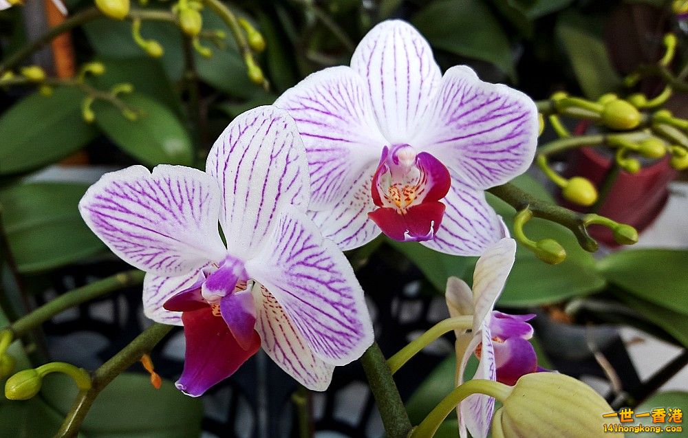 北區花鳥蟲魚-蘭花 (29).jpg