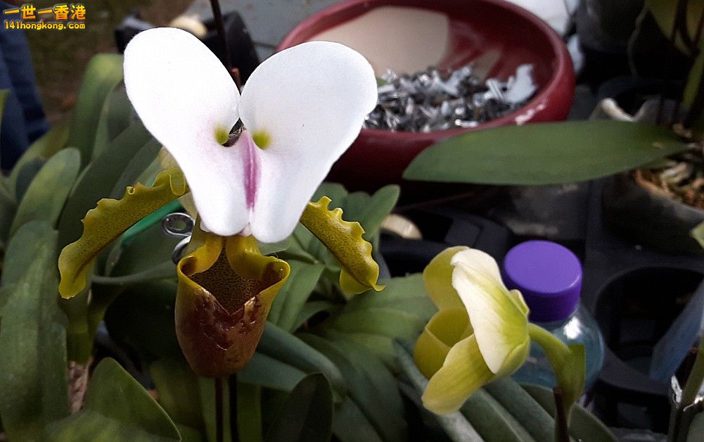 北區花鳥蟲魚-蘭花 (22).jpg