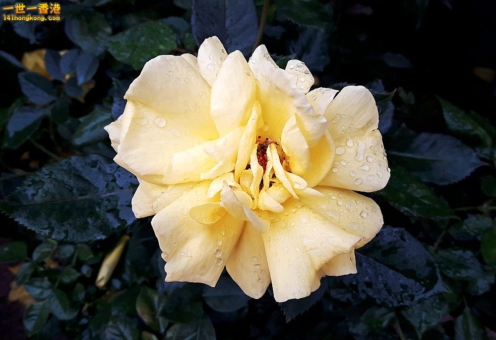 北區花鳥蟲魚-蘭花 (23).jpg