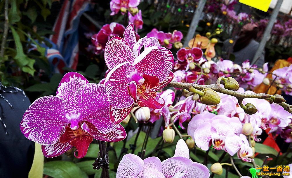 北區花鳥蟲魚-蘭花 (16).jpg