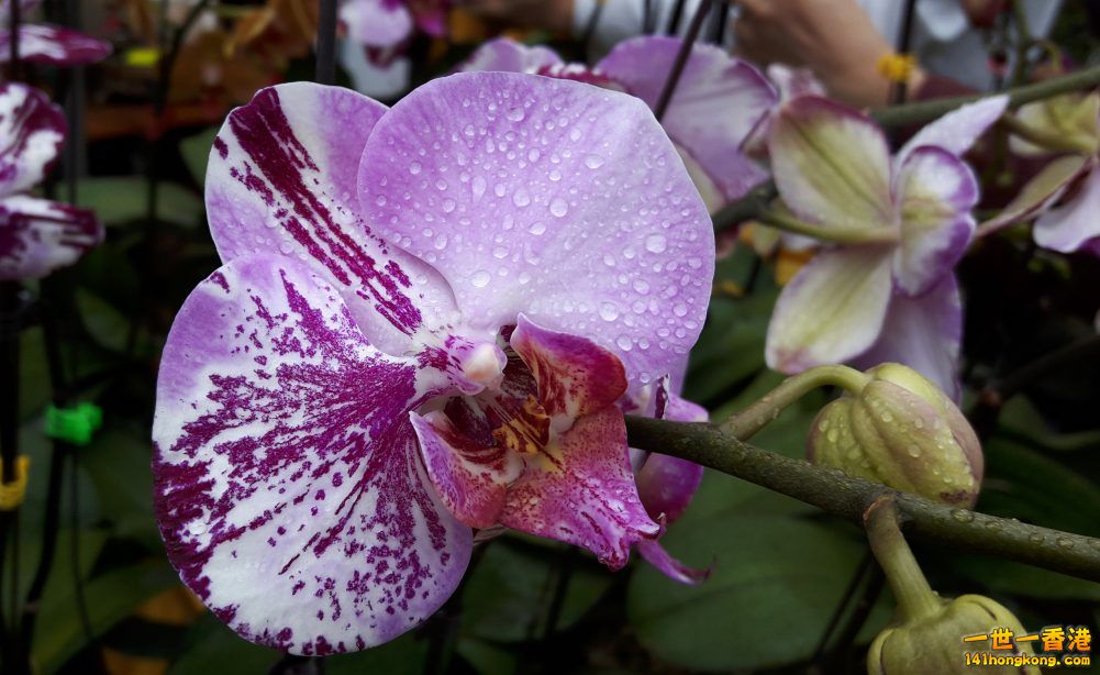 北區花鳥蟲魚-蘭花 (20).jpg