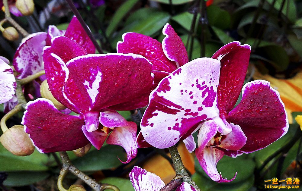 北區花鳥蟲魚-蘭花 (19).jpg