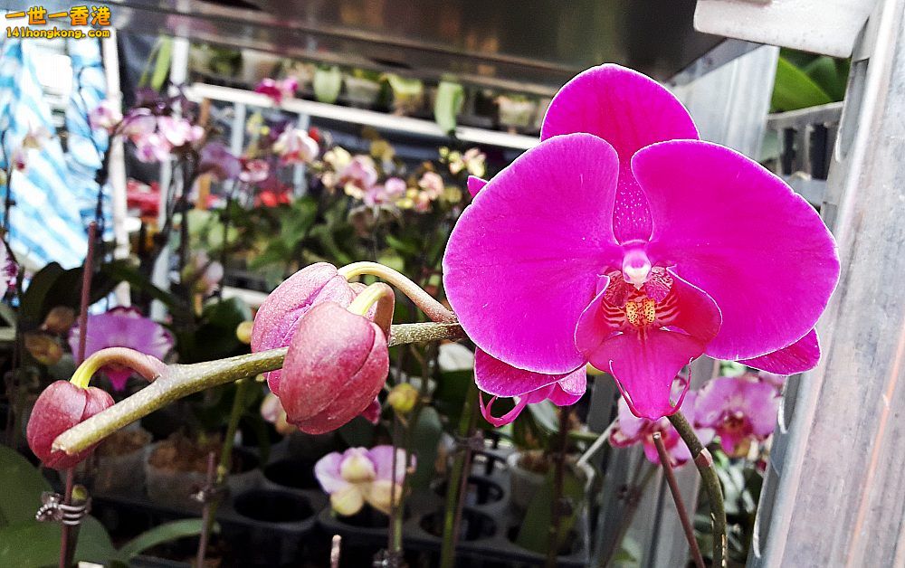 北區花鳥蟲魚-蘭花 (21).jpg