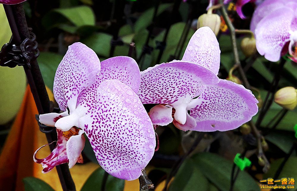 北區花鳥蟲魚-蘭花 (17).jpg