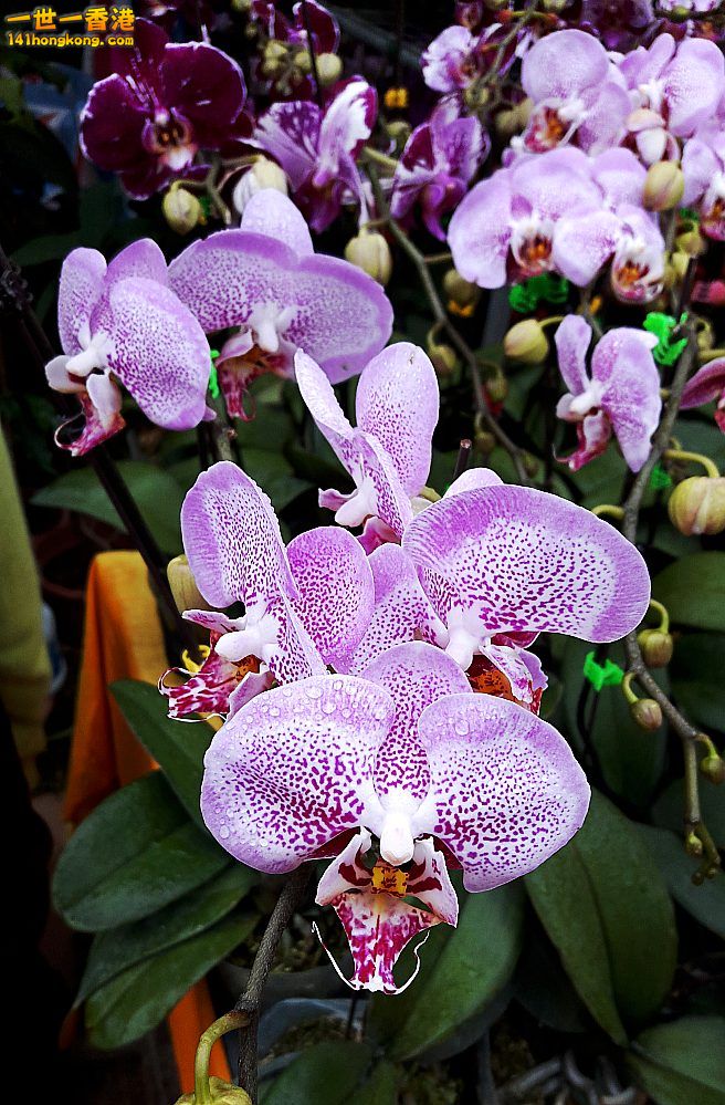 北區花鳥蟲魚-蘭花 (15).jpg