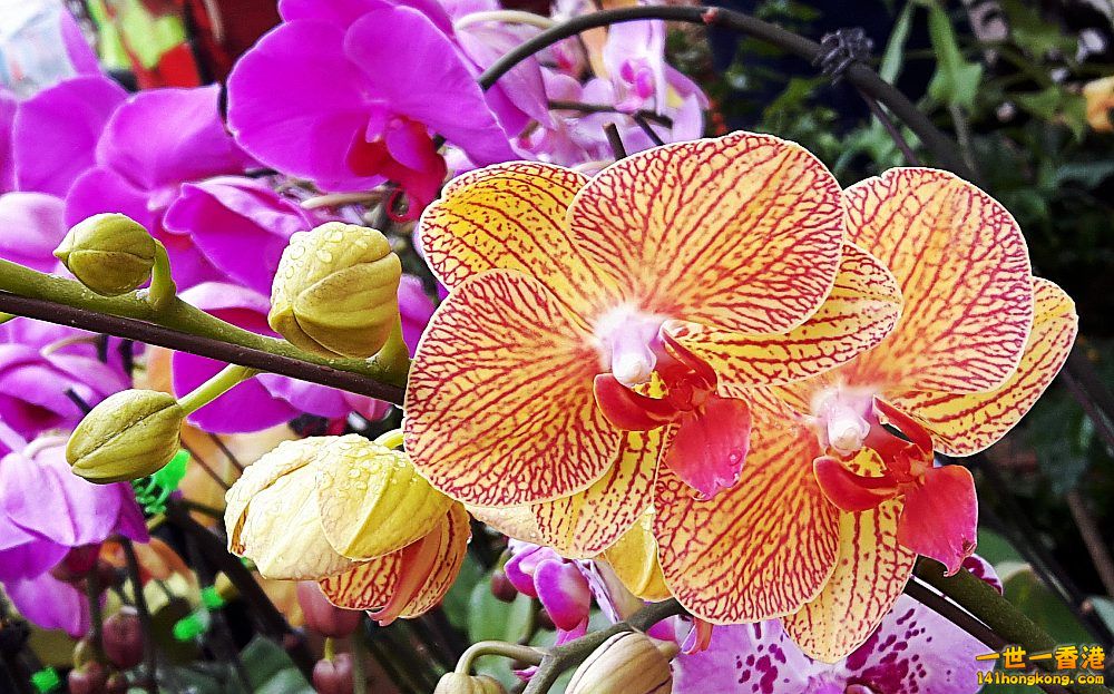 北區花鳥蟲魚-蘭花 (13).jpg