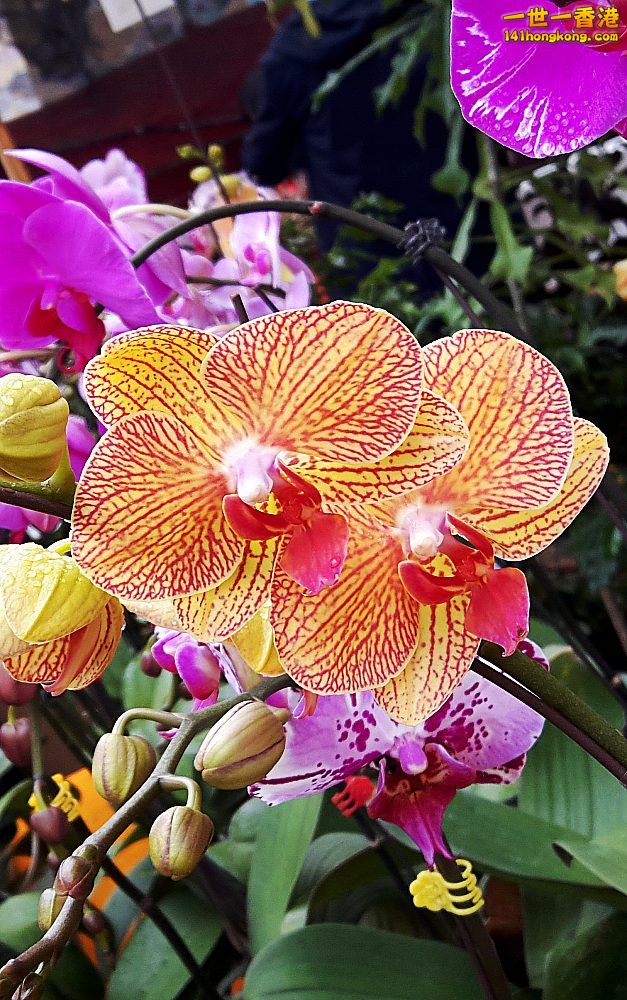 北區花鳥蟲魚-蘭花 (14).jpg