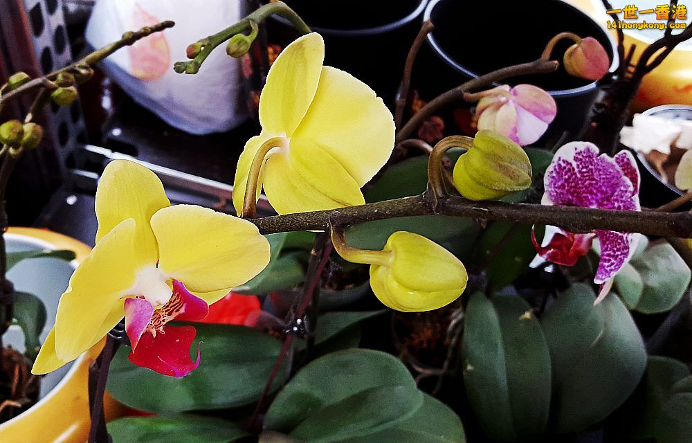 北區花鳥蟲魚-蘭花 (9).jpg