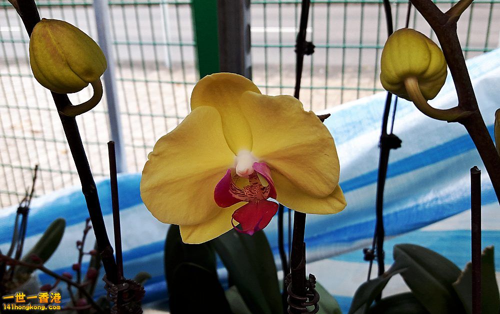 北區花鳥蟲魚-蘭花 (10).jpg