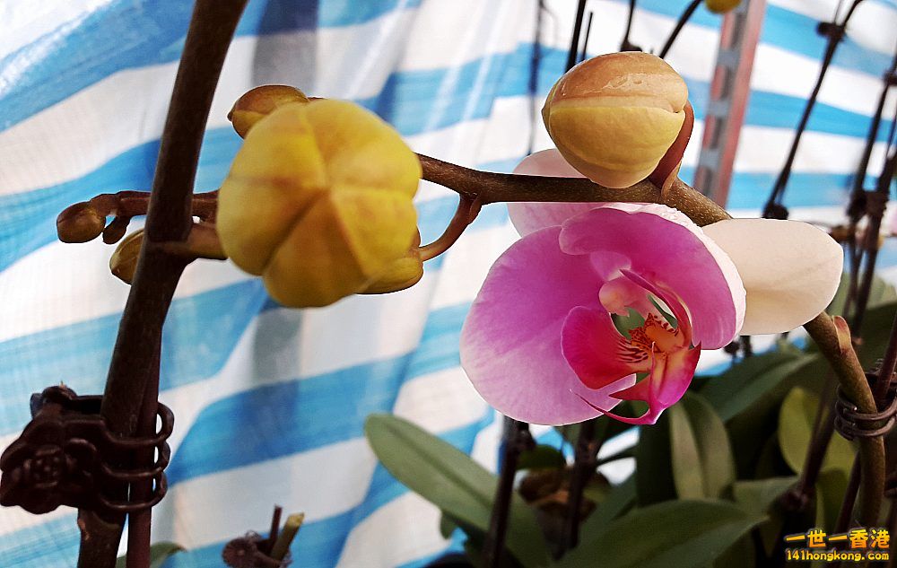 北區花鳥蟲魚-蘭花 (11).jpg