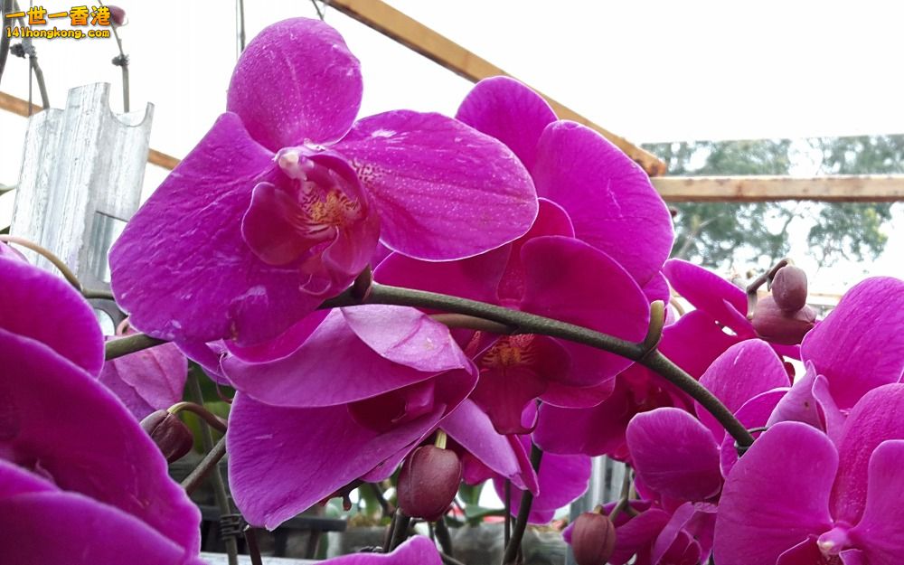 北區花鳥蟲魚-蘭花 (4).jpg