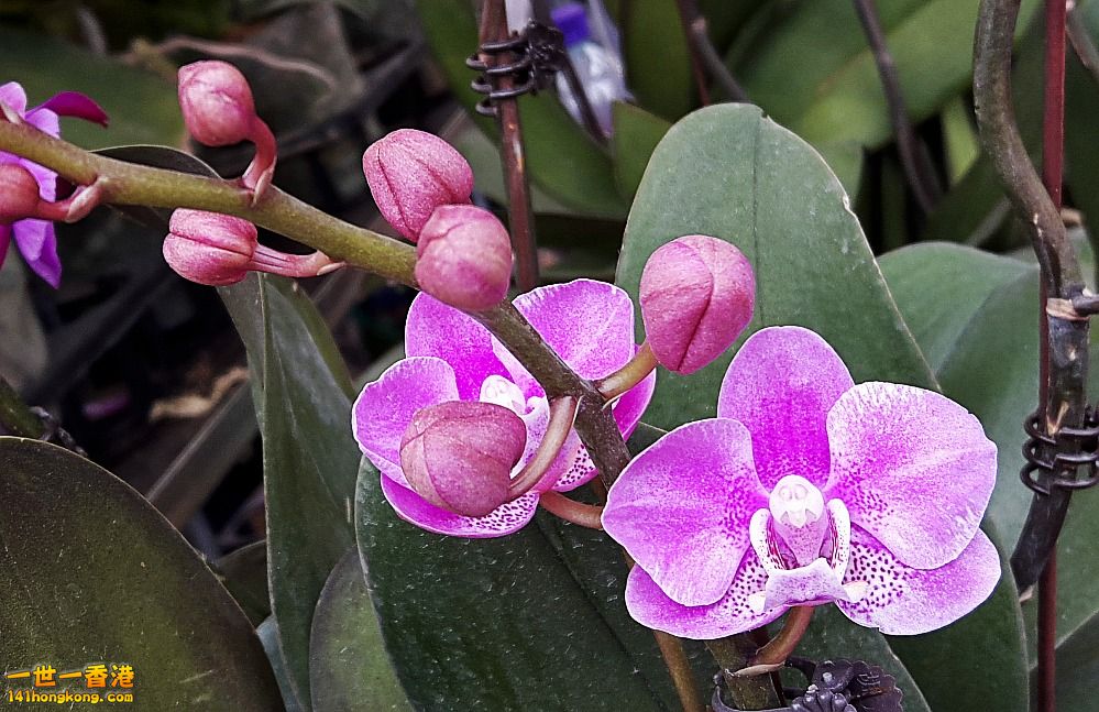 北區花鳥蟲魚-蘭花 (5).jpg
