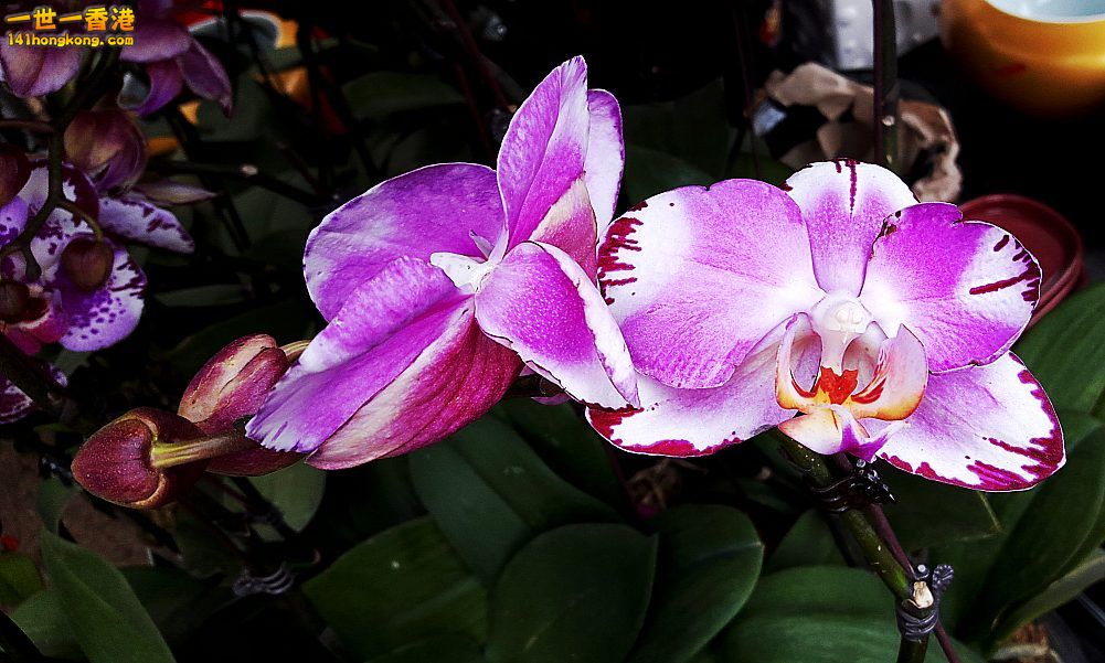 北區花鳥蟲魚-蘭花 (7).jpg