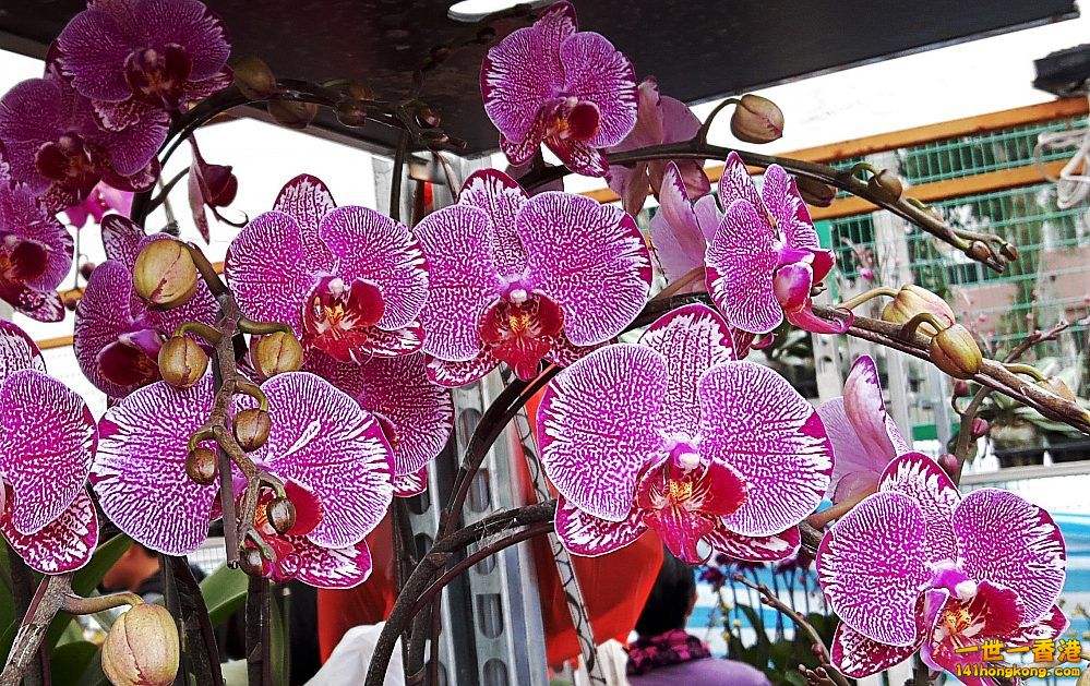 北區花鳥蟲魚-蘭花 (6).jpg