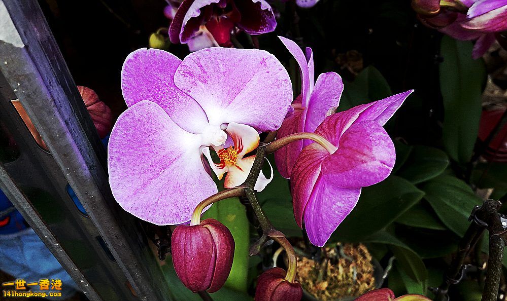 北區花鳥蟲魚-蘭花 (8).jpg