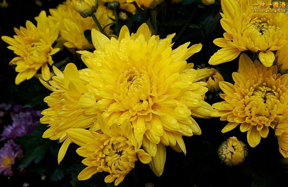 北區花鳥蟲魚-花 (1).jpg