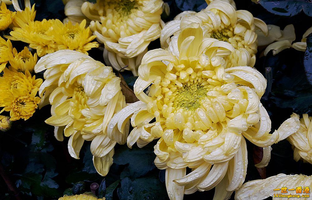 北區花鳥蟲魚-花 (9).jpg