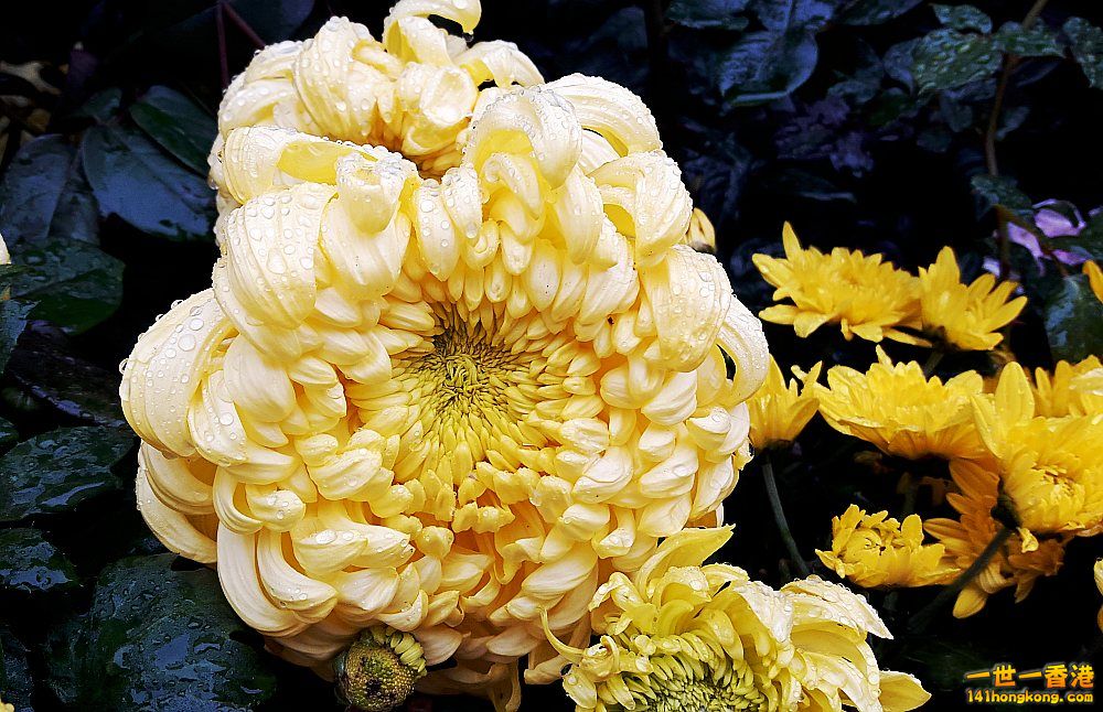 北區花鳥蟲魚-花 (11).jpg