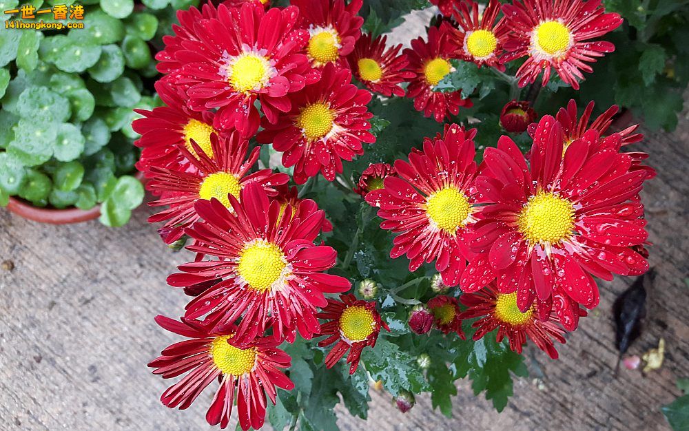 北區花鳥蟲魚-花 (2).jpg