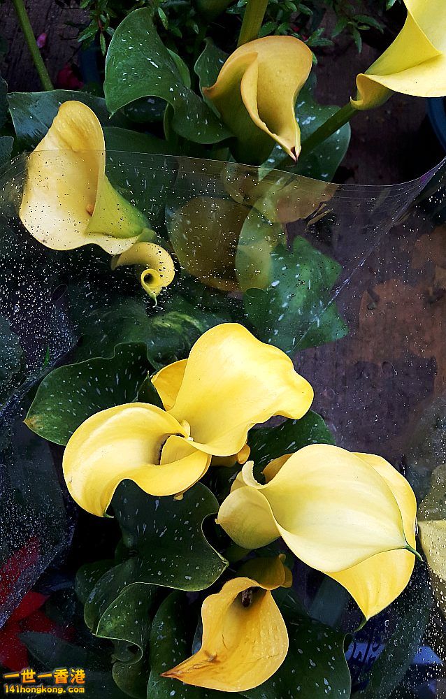 北區花鳥蟲魚-花 (3).jpg