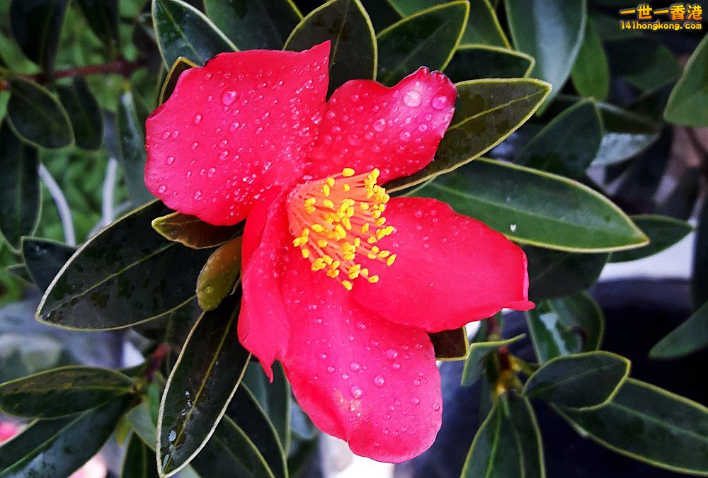 北區花鳥蟲魚-花 (4).jpg