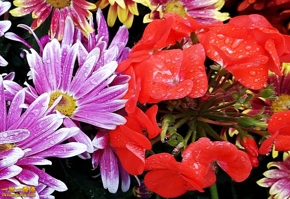 北區花鳥蟲魚-花 (5).jpg