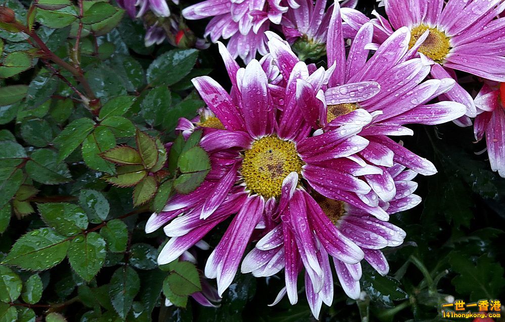 北區花鳥蟲魚-花 (6).jpg