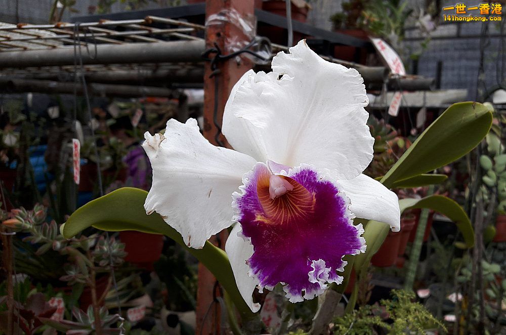 北區花鳥蟲魚-蘭花 (1).jpg