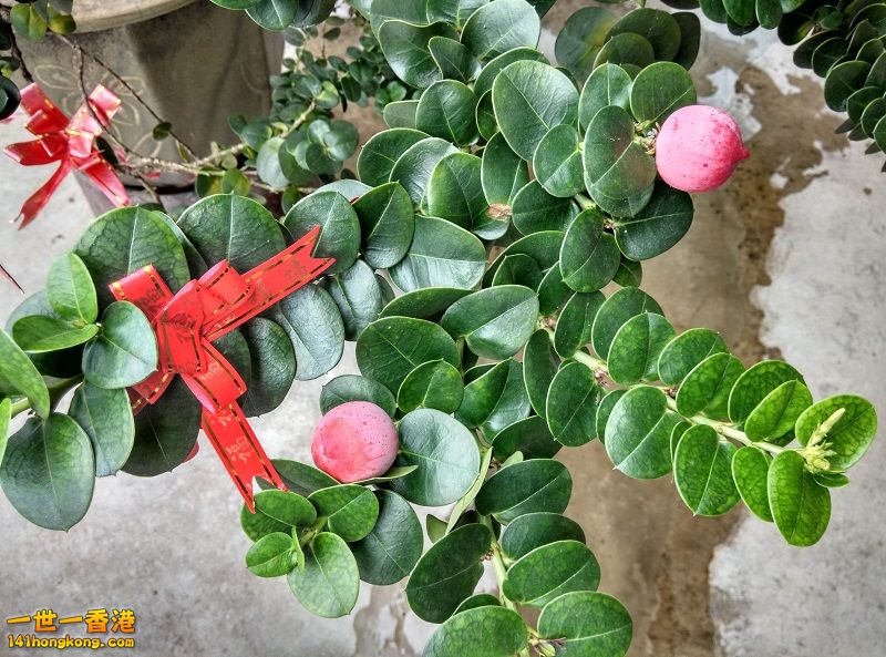 IMG_20160207_152334_HDR 800.jpg