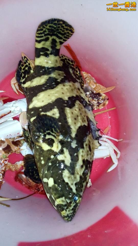 12404585_10208343974900158_1098622470_n (1).jpg