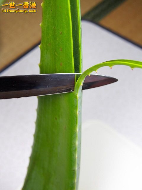 diy-handmade-lemon-aloe-cleaner-small-family-recipe-012 (1) 640.jpg