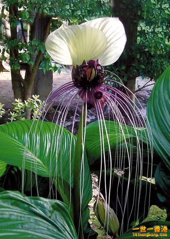 014老虎须——99年昆明世界园艺博览会金奖得主.jpg