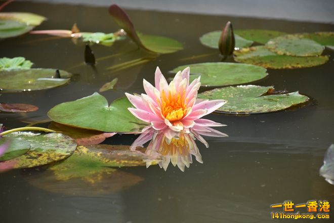 DSC_0240.JPG