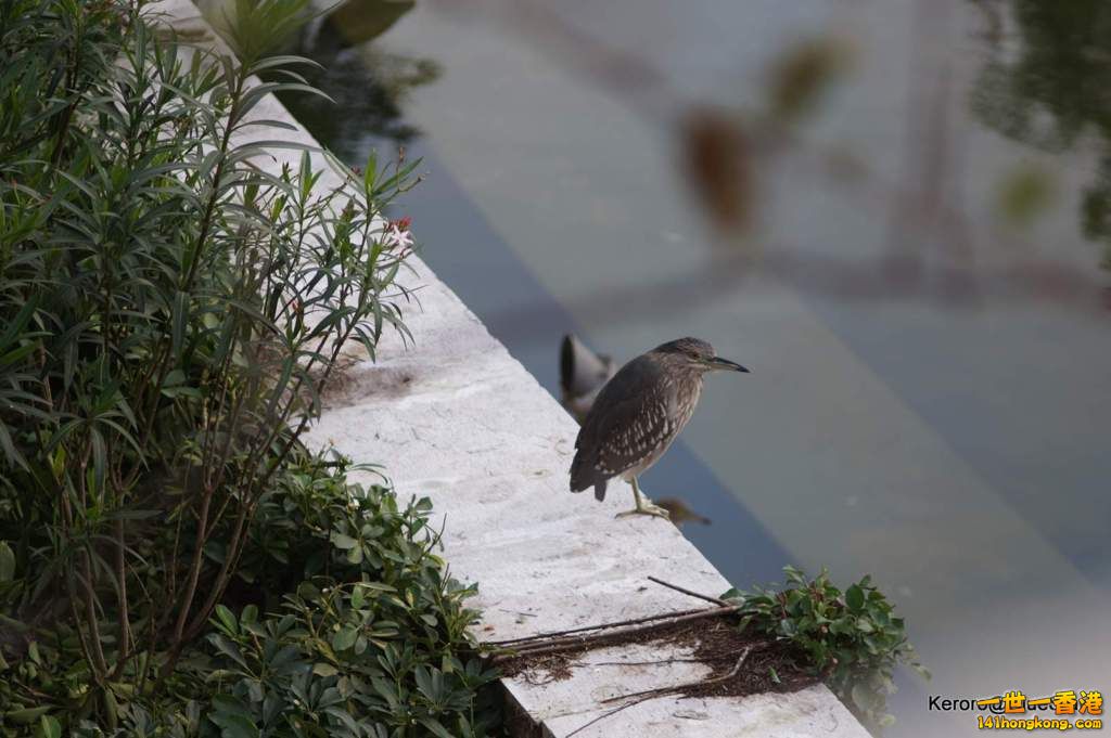 DSC01485.JPG